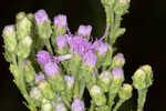 Coastal plain chaffhead